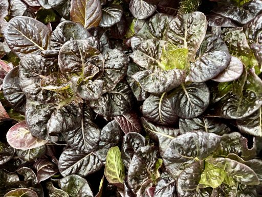 10,000+ Heads of Lettuce