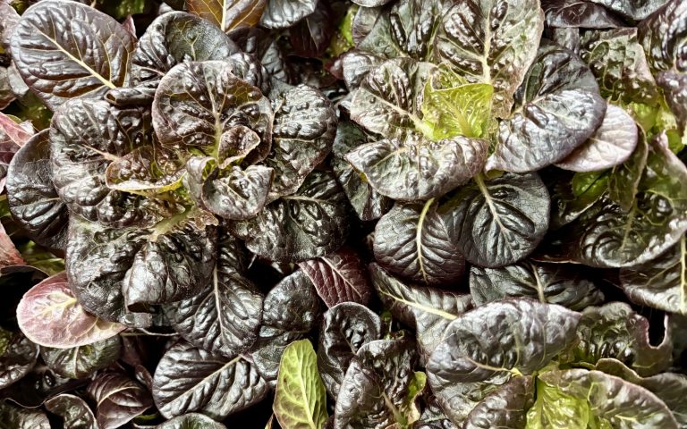 10,000+ Heads of Lettuce